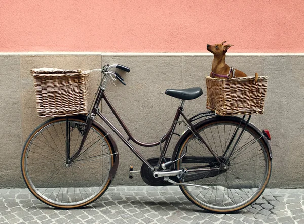 Bisiklet ve chihuahua — Stok fotoğraf