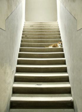 kedi ile merdiven