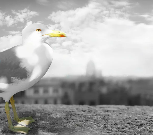 Seagull profiel — Stockfoto