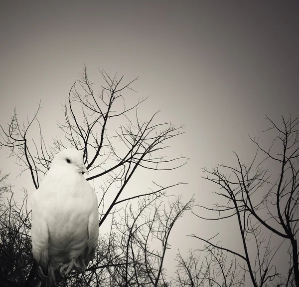 Colombe blanche poétique — Photo