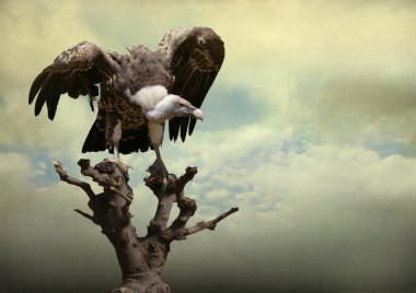 kartal