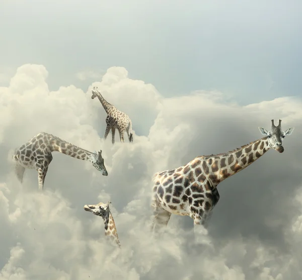 Giraffen paradijs — Stockfoto