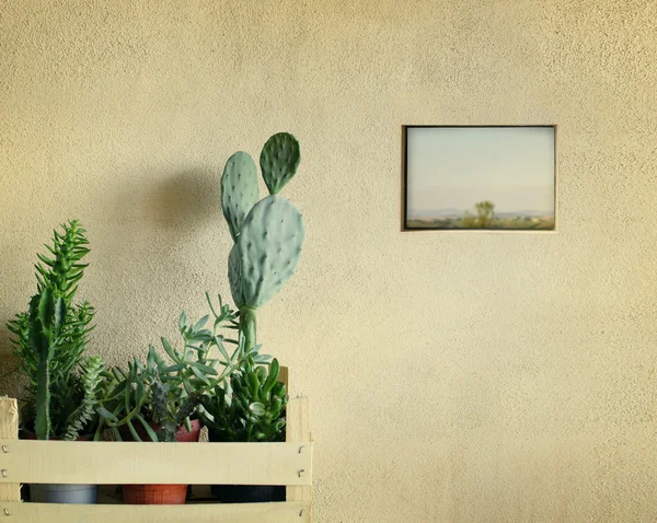 Vetzuren en cactussen — Stockfoto