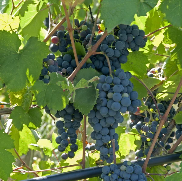 Blaue Trauben — Stockfoto