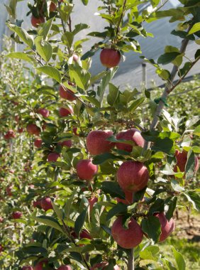 kırmızı lezzetli elma trentino dan