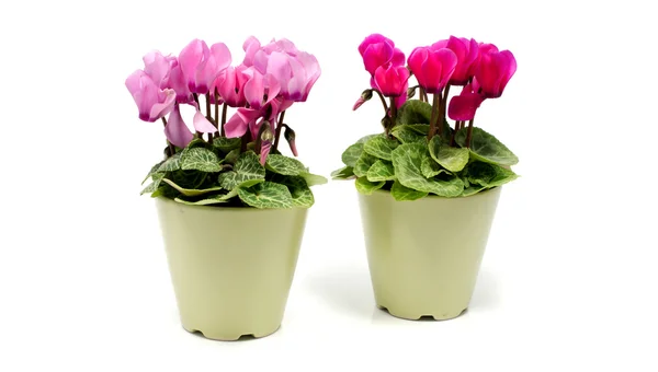 Green pots with flowers — Stock Photo, Image