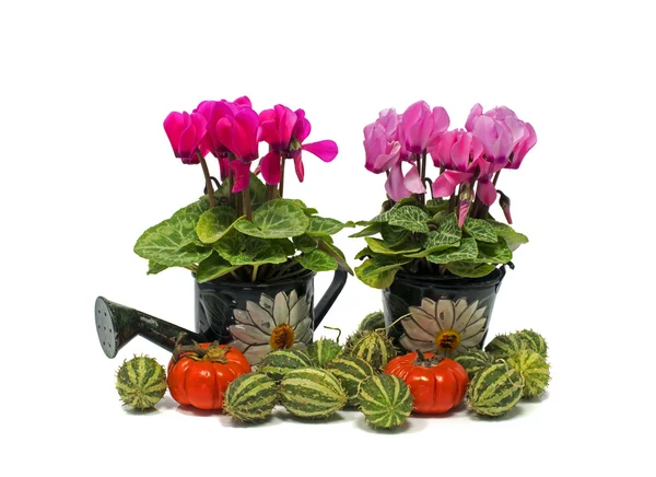 Pots verts avec des fleurs — Photo