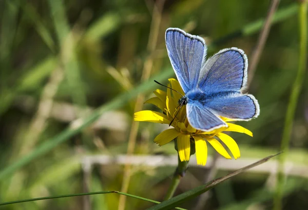 Obecný motýl modrý - polyommatus icarus — Stock fotografie
