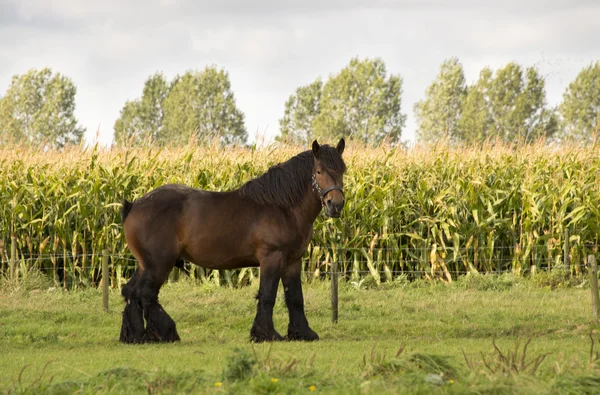 Brun häst på fältet — Stockfoto