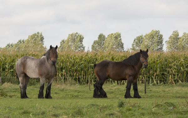 Par bruna hästar — Stockfoto