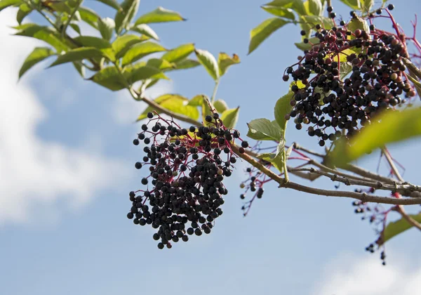 Bayas de saúco — Foto de Stock