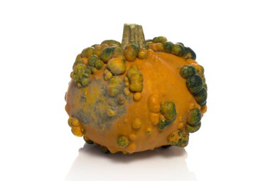 Darwin'in yeşil kabak