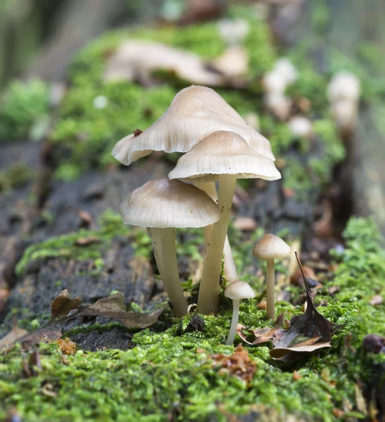 Mushroom macro — Stock Photo, Image