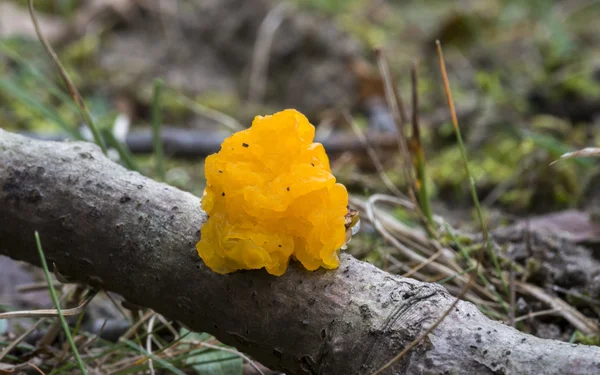 Tremella mesenterica