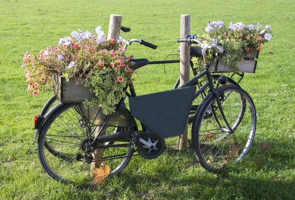 Gammal cykel med blommor — Stockfoto