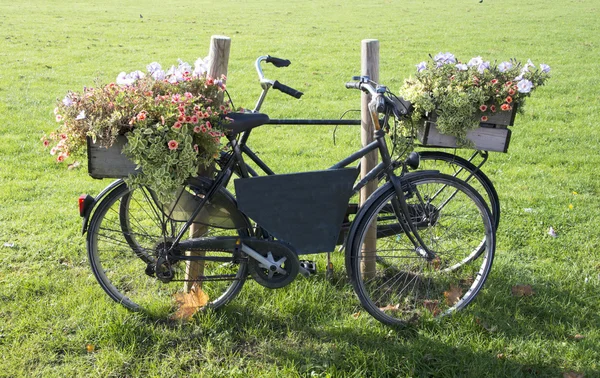 Bicicleta velha com flores — Fotografia de Stock
