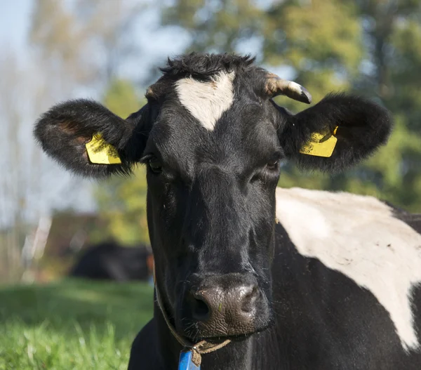 Cabeza blanca y negra de una vaca —  Fotos de Stock