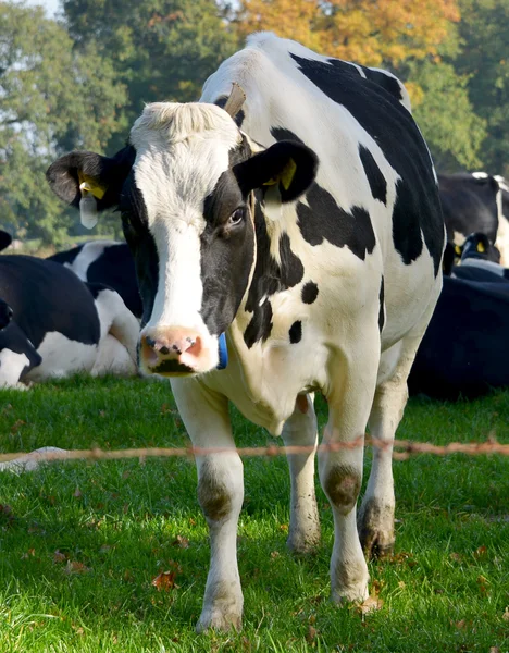 Field with cow — Stock Photo, Image