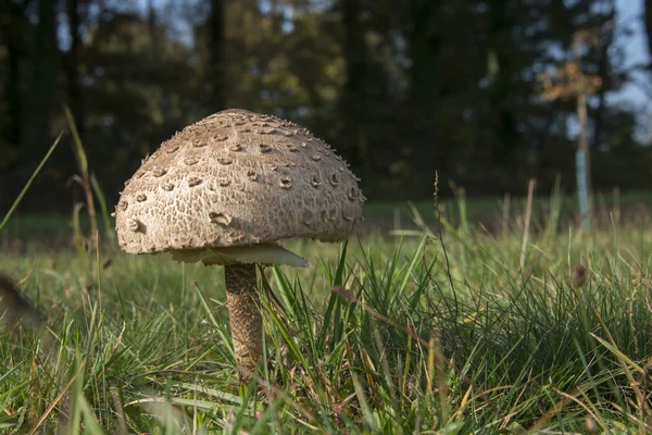 Jättiläinen päivänvarjo sieni sateenvarjo — kuvapankkivalokuva