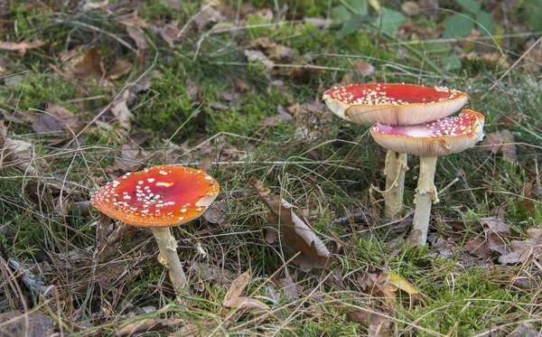 Červená bílá houba — Stock fotografie
