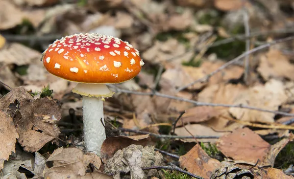 Roter weißer Pilz — Stockfoto