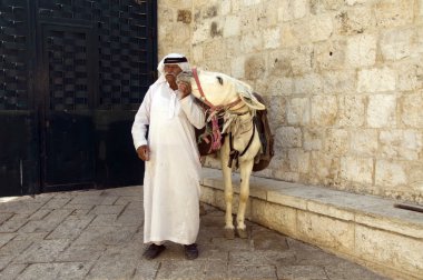 eşek ile eski shepard