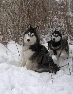 Karda boğuk köpekler