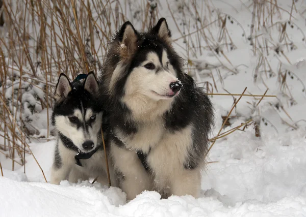 Karda boğuk köpekler