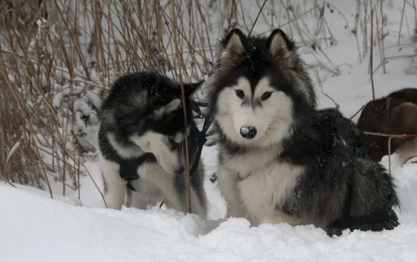 Karda boğuk köpekler