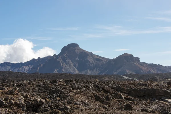 テネリフェ島の火山Ρινόκερος και μικρό πουλί — ストック写真