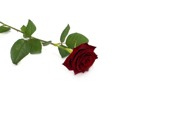 Rote Rose — Stockfoto