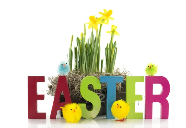Easter with daffodills — Stock Photo, Image