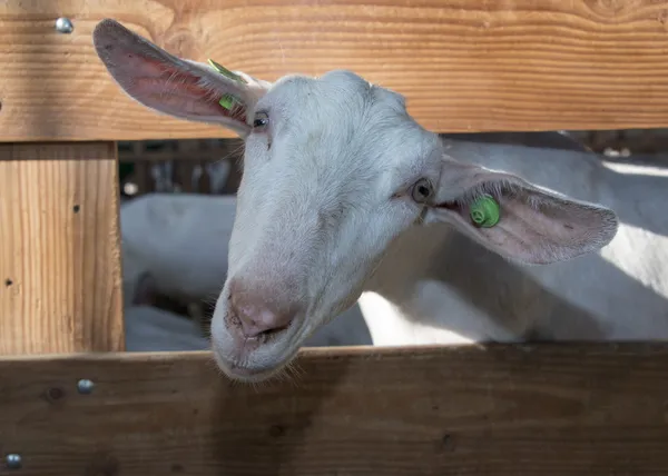Goat with wooden fench — Stock Photo, Image
