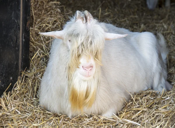 Old goat on the farm — Stock Photo, Image