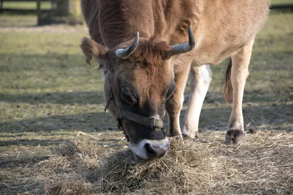 Big brown cow eating grass — Stock Photo, Image