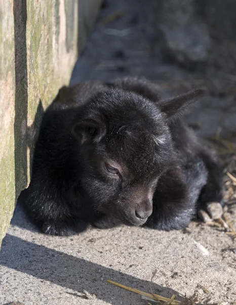 Young goat — Stock Photo, Image