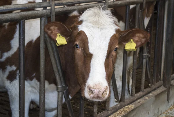 Cow inside farmers place — Stock Photo, Image