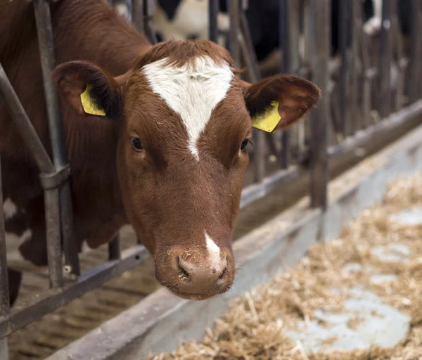 Cow inside farmers place — Stock Photo, Image