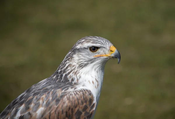 King buzzard — Stock Photo, Image