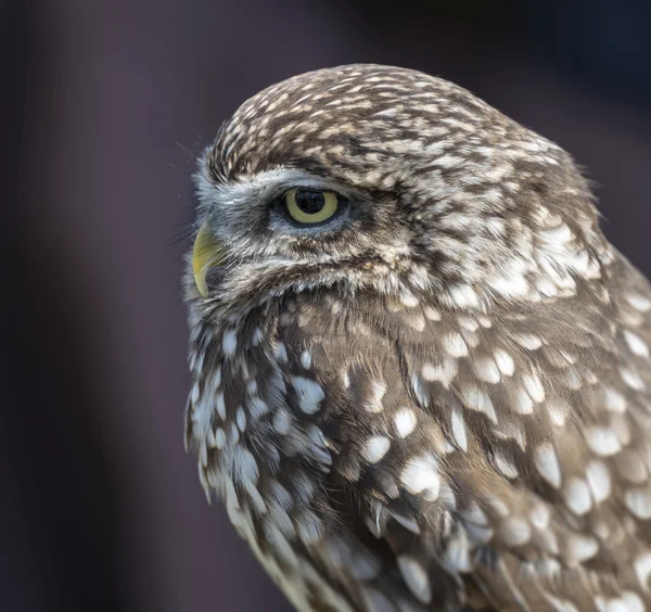 Small screech owl — Stock Photo, Image