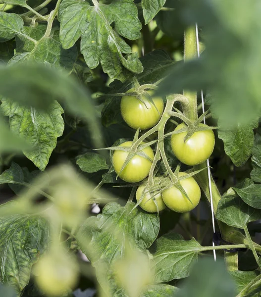 Zelená rajčata ve skleníku — Stock fotografie
