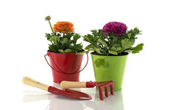 Red and green bucket with spring flowers — Stock Photo, Image