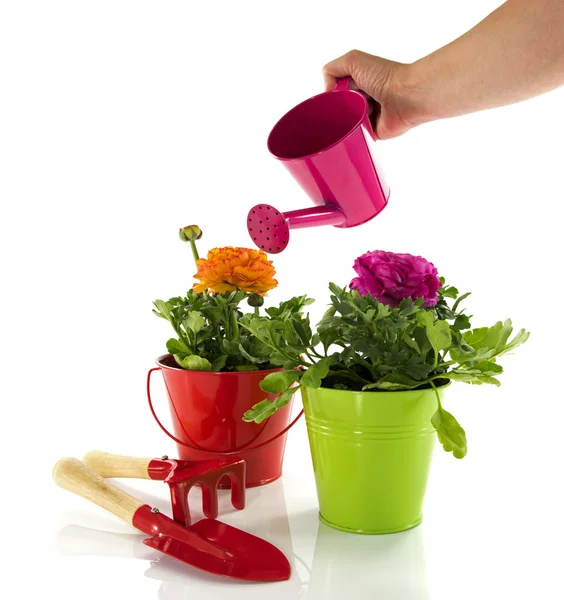 Red and green bucket with spring flowers — Stock Photo, Image