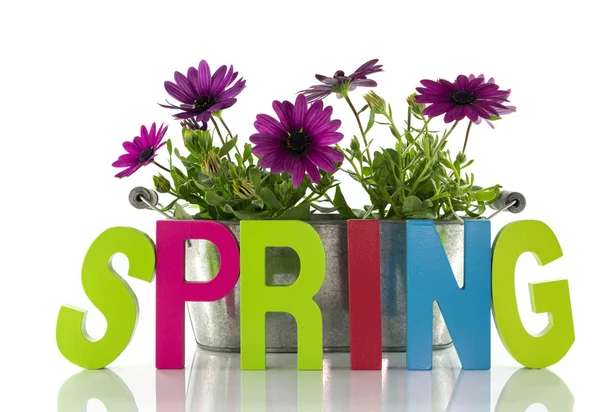 Tavaszi virágok, és a szöveg — Stock Fotó