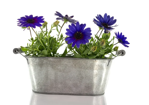 Blue spanish daisy on white background — Stock Photo, Image