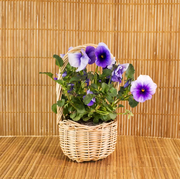 竹背景上的紫罗兰 — 图库照片