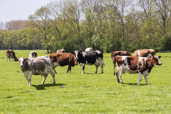 Krávy, červené a černé v holandské krajiny — Stock fotografie