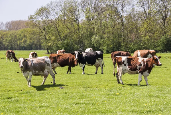 Kor röda och svarta i holländska landskap — Stockfoto