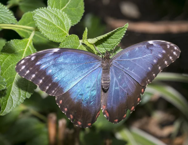 Blauwe morpho — Stockfoto