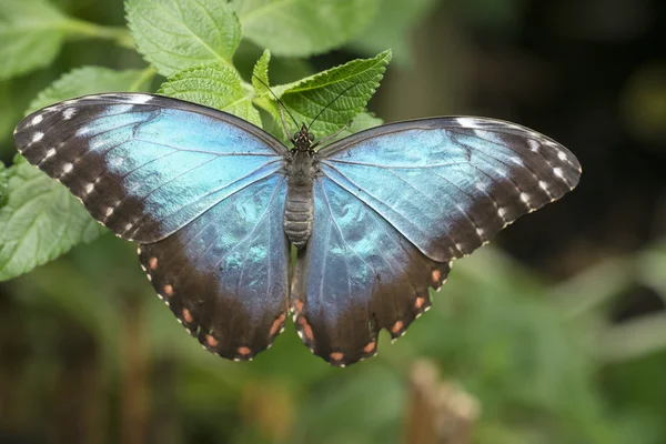 Blauwe morpho — Stockfoto